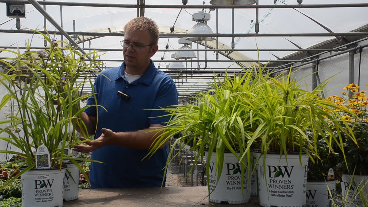 Tradescantia Production Tips | Walters Gardens