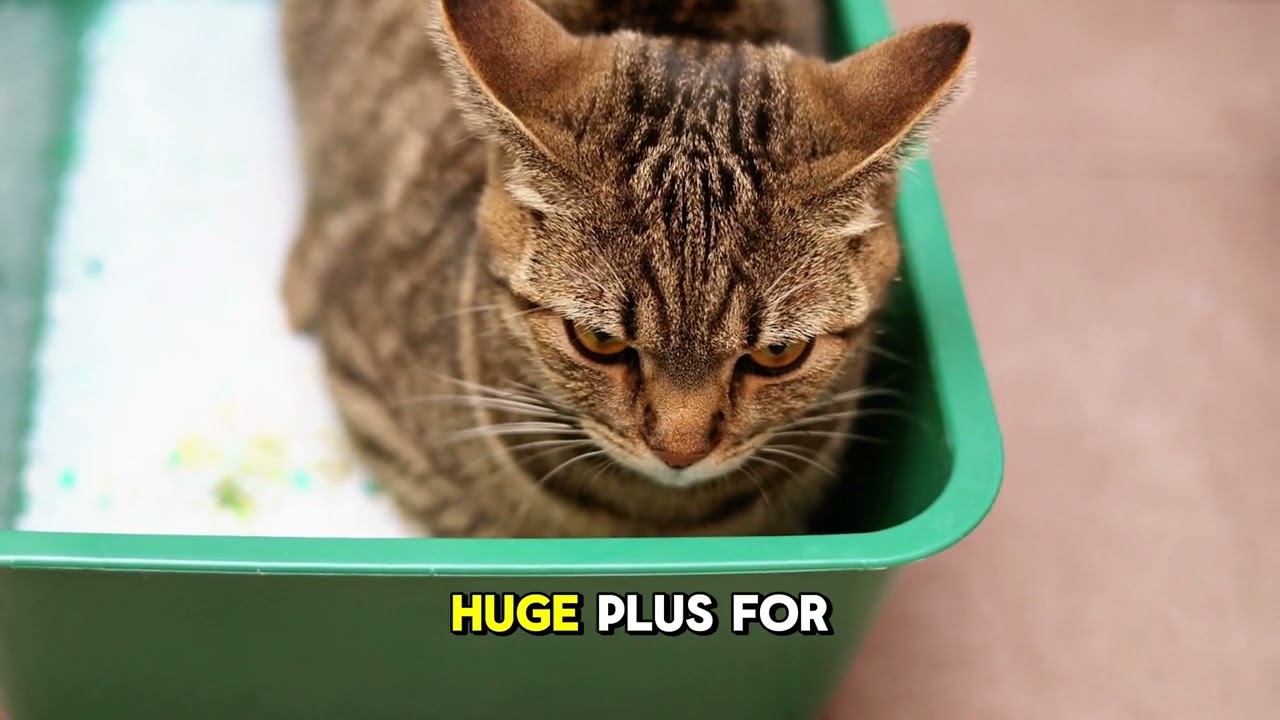 Cat vs. Dog: Which Pet Is Truly Better? An In-Depth Comparison