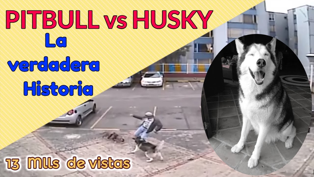 Pitbull vs Husky la verdadera Historia 🐺😲