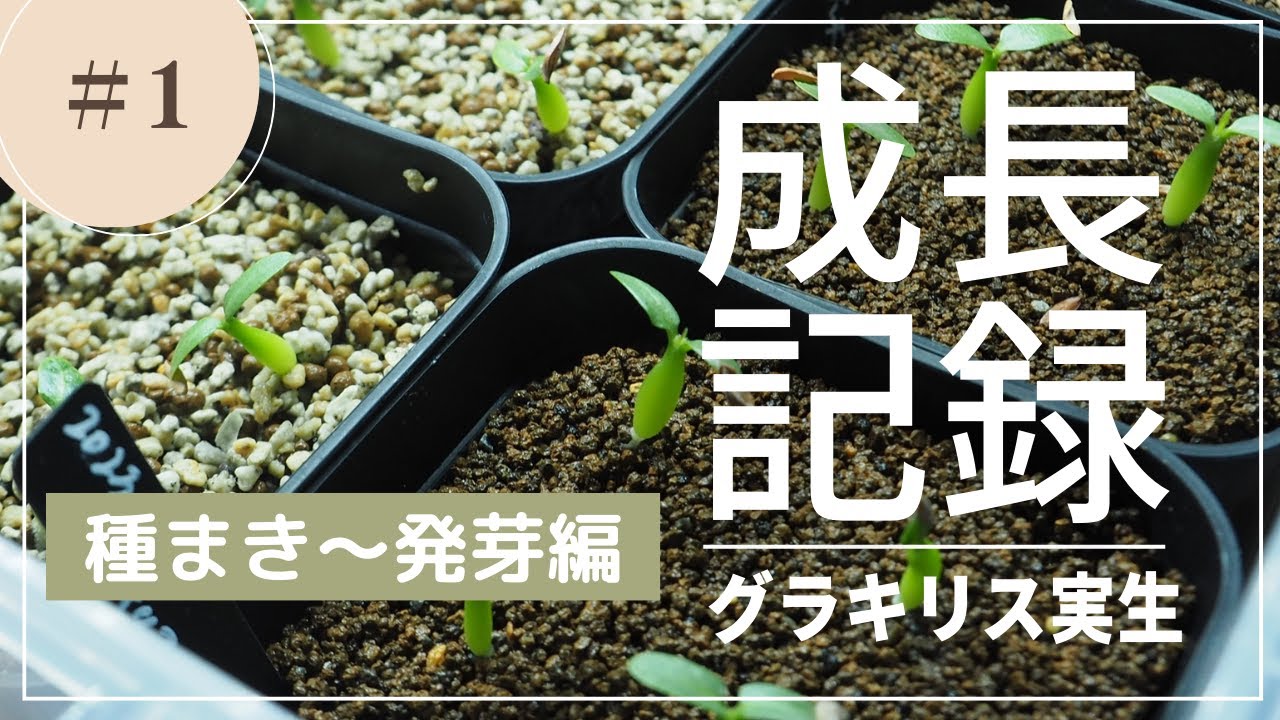 【塊根植物】パキポディウムグラキリス実生成長記録①【種まき〜発芽編】