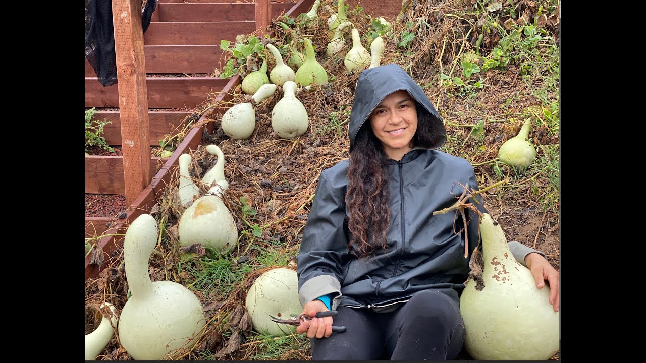 La madre de los #Guajes o Bules ( Gourds! )