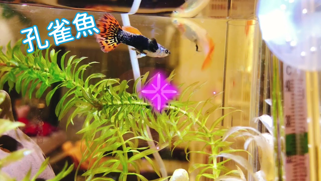 沐野微缸-孔雀魚-底濾式魚缸超級方便