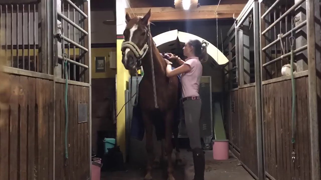 How to Do a Full Clip of a Horse (w/subtitles)