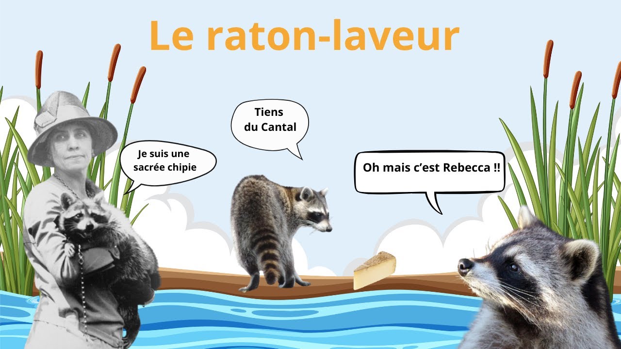 Raton laveur : un animal  adorable