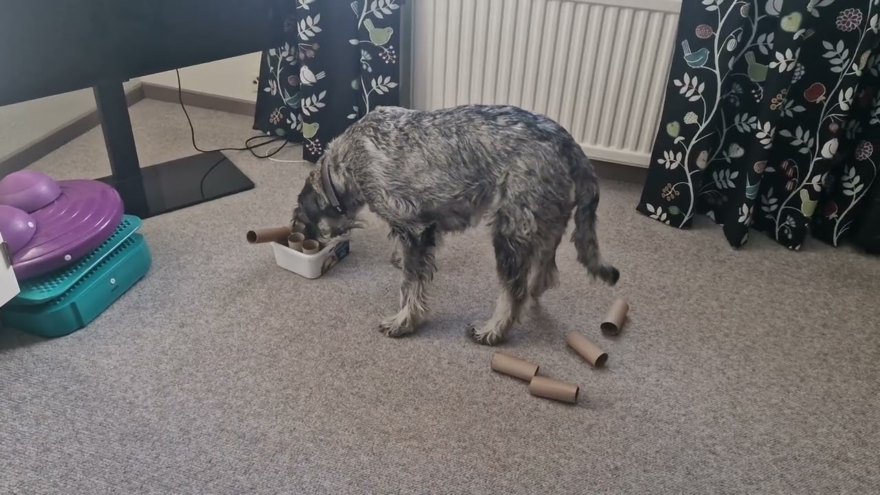 Brain Gym Task 2 - Toilet paper rolls in a box