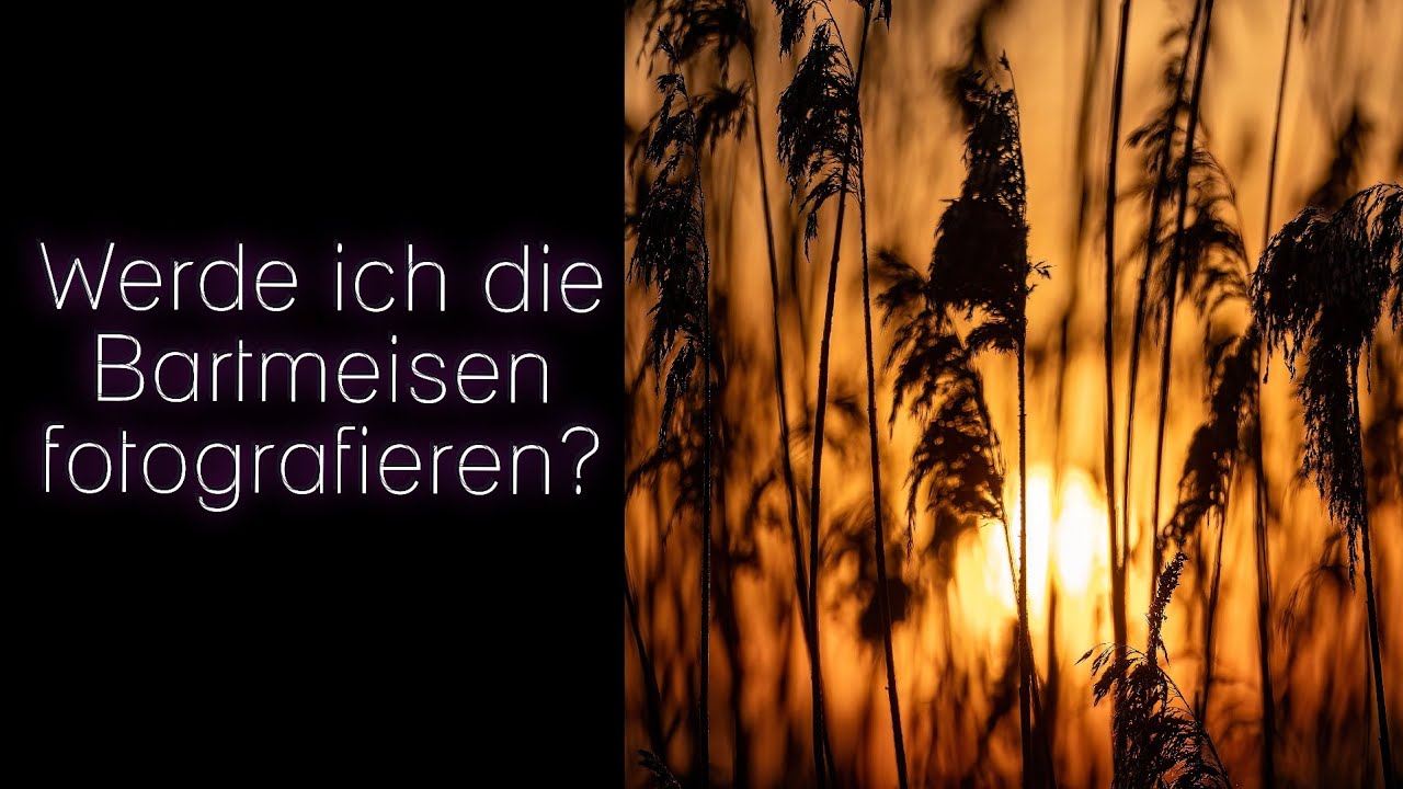 Werde ich die Bartmeisen fotografieren können?