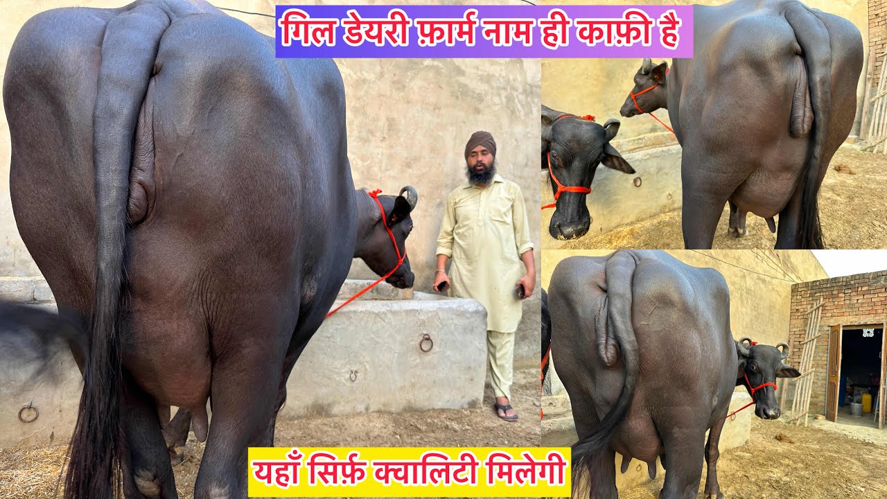 ✅ यहाँ सिर्फ़ क्वालिटी मिलेगी । 5 भैंसें बिकाऊ दूध 12 से 15 लीटर /5 Buffalo For Sale Gill Dairy Farm