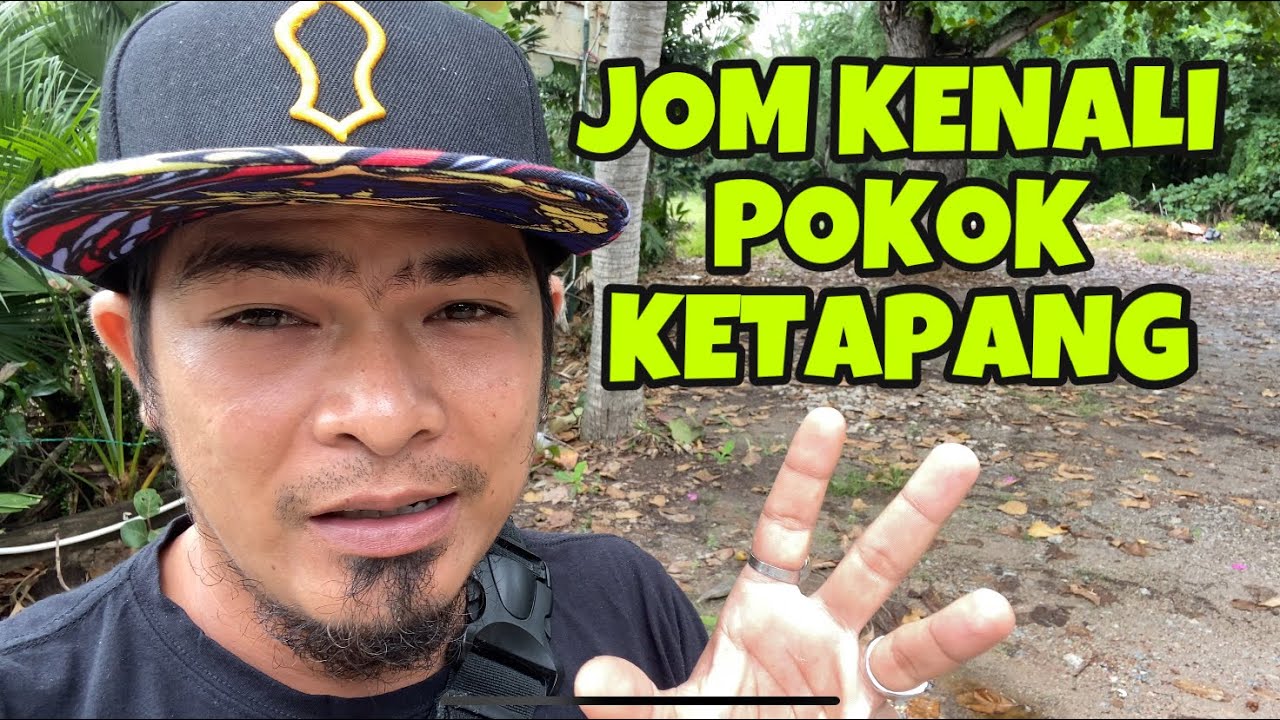 POKOK KETAPANG UNTUK IKAN LAGA
