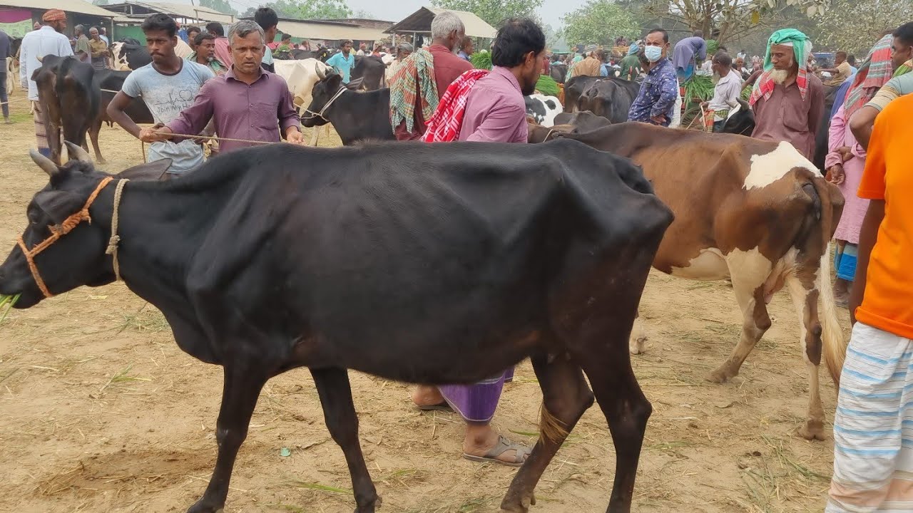 @আজ ৯ মার্চ ২৬ | মোটাতাজার উপযোগী শুকনো গাভী এবং বকনা গরুর দাম | রানীগঞ্জ হাট | দিনাজপুর 