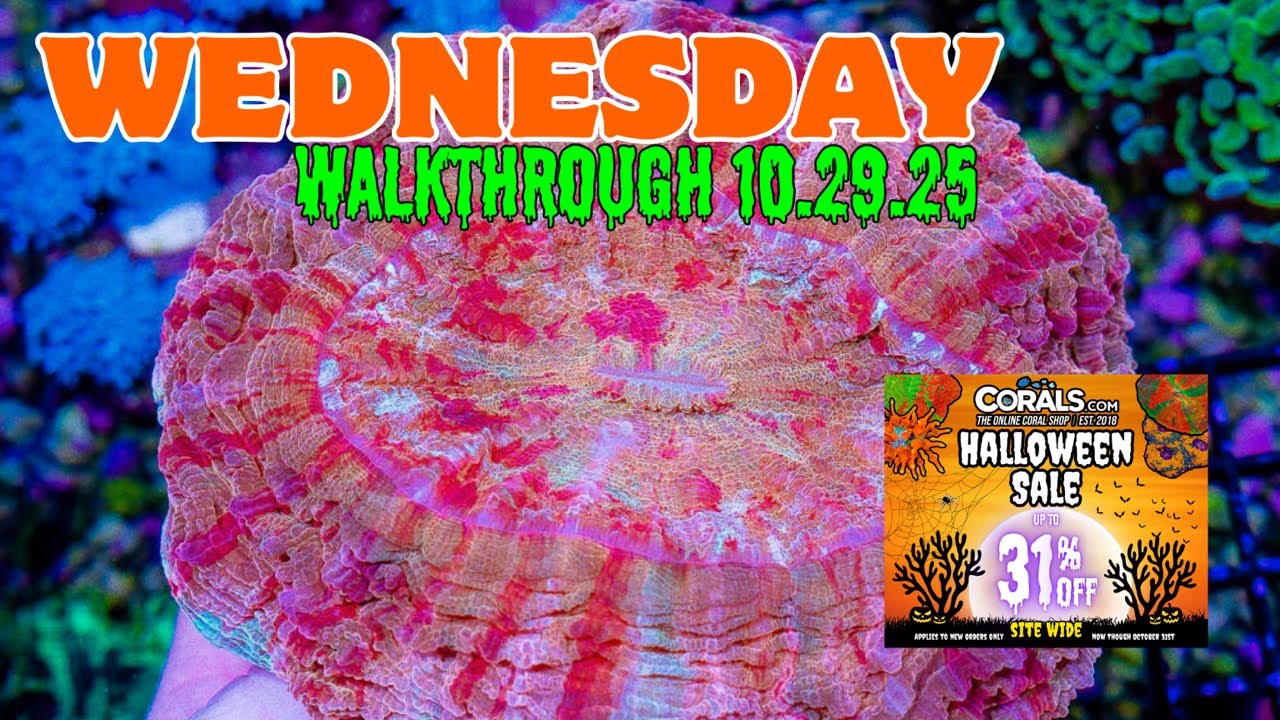 MUST SEE ACANTHOPHYLLIA! Halloween Sale, Most Coral EVER! Wednesday Walkthrough! (10/29/25)