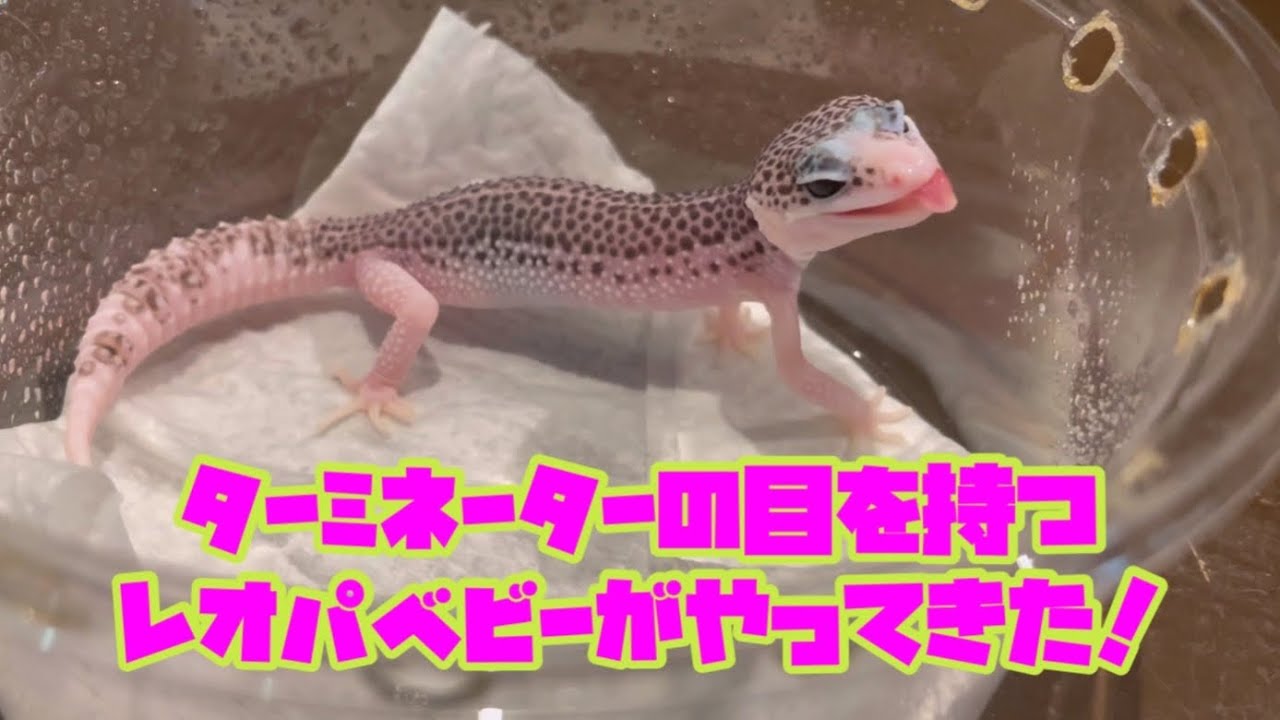 ターミネーターの目を持つレオパベビーがやってきた！ギャラクシー