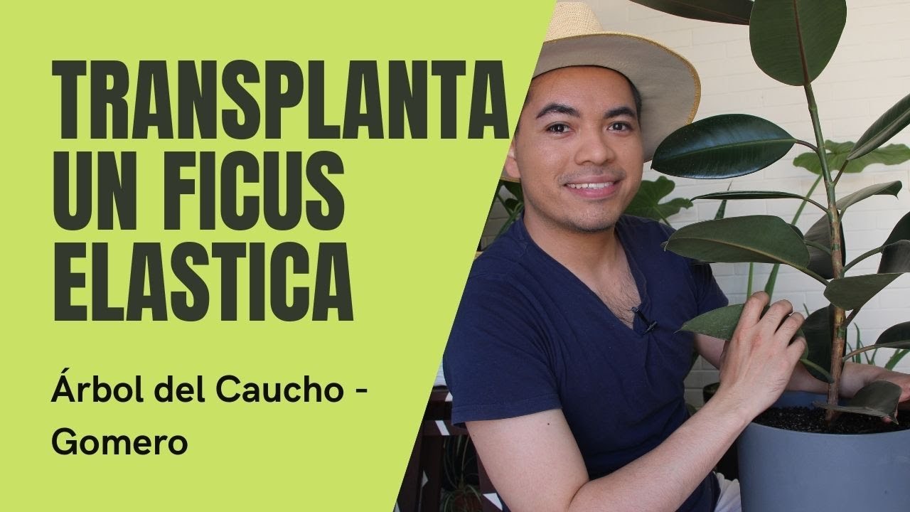 Cómo transplantar un Ficus elastica - Gomero - Árbol del caucho