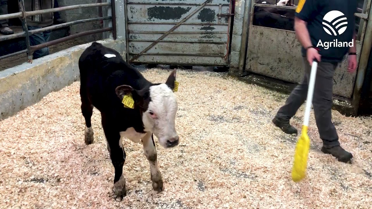 Ballyjamesduff Mart 7/7/21