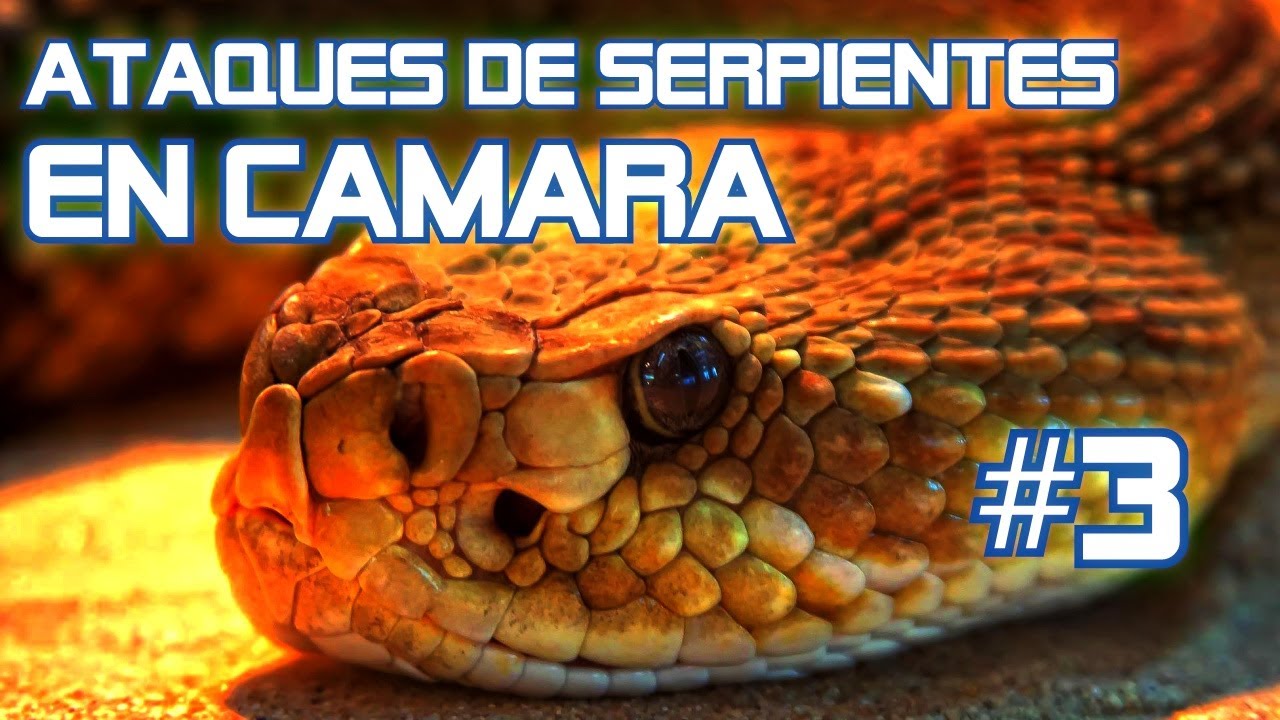 Ataques de SERPIENTES captados en CAMARA #3