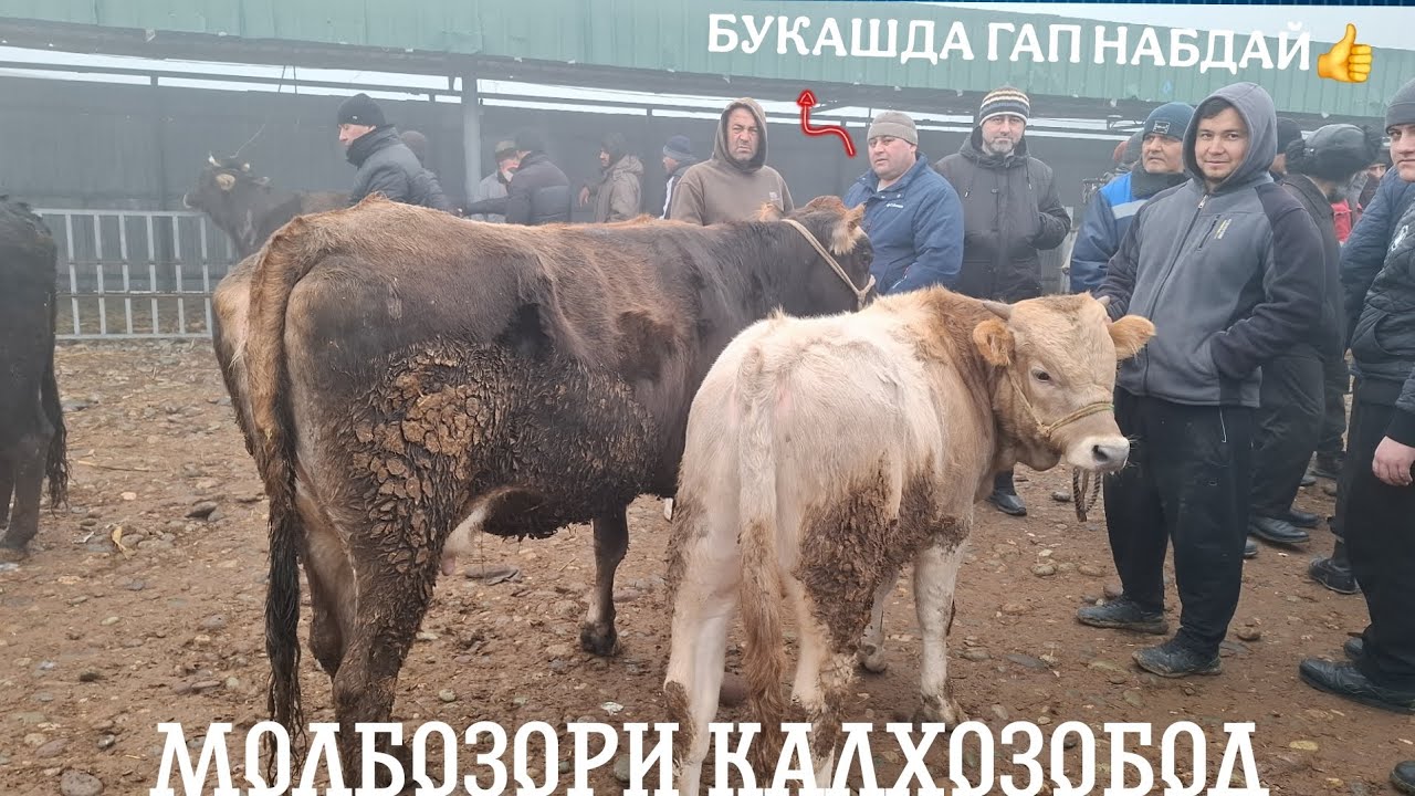 😱НАРХХОИ БУКА АРЗОН ШУД😱.МОЛБОЗОРИ КАЛХОЗОБОД(УЗУН). 8 января 2026 г