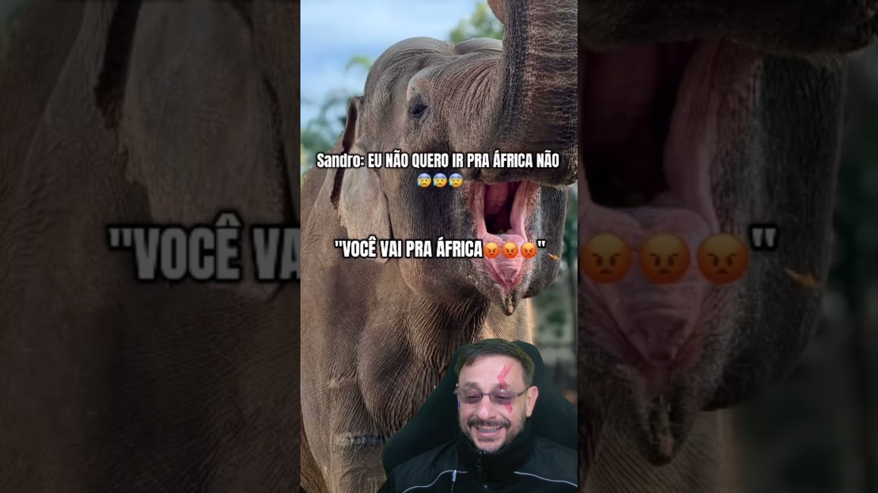 Elefante Sandro vai pra &Aacute;frica. V&iacute;deo de HUMOR. #biologohenrique #animais #bichoesperto #biologo