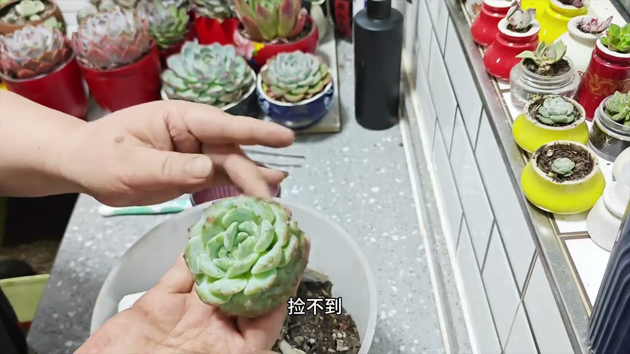 多肉上盆#多肉植物 #爱生活爱养花 Succulent Pot # Succulent Plants # Love Life, Love Flowers