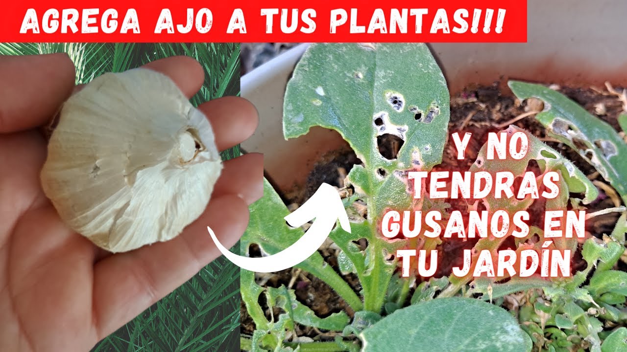 ELIMINA los GUSANOS de las PLANTAS 🐛| INSECTICIDA CASERO | ELIMINA las PLAGAS del jardin