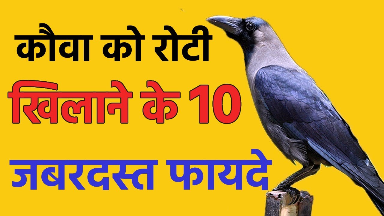 कौवा को रोटी खिलाने के 10 जबरदस्त फायदे  || कौवा को रोटी खिलाने होते हैं ||