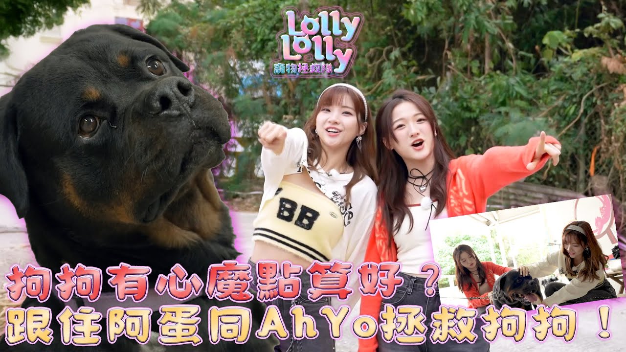 狗狗有心魔點算好？跟住阿蛋同AhYo拯救狗狗！｜ Lolly Lolly寵物拯救隊 ｜EP4｜ Lolly Talk ｜ 寵物 ｜ HOY TV