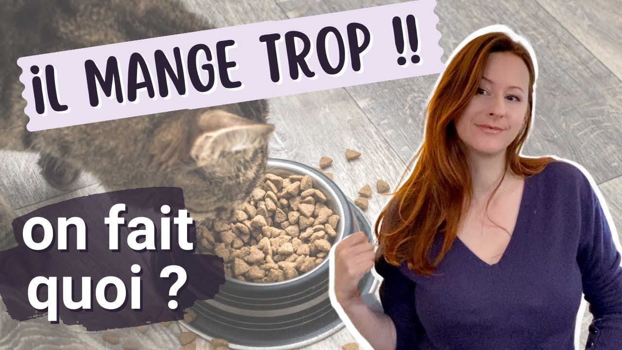 Chat glouton, que faire ?