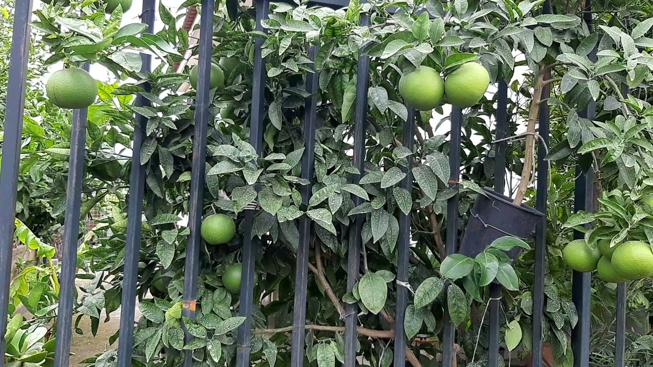 Margotta di pompelmo , su innesto di limone selvatico ..Pronta per aprile 2022