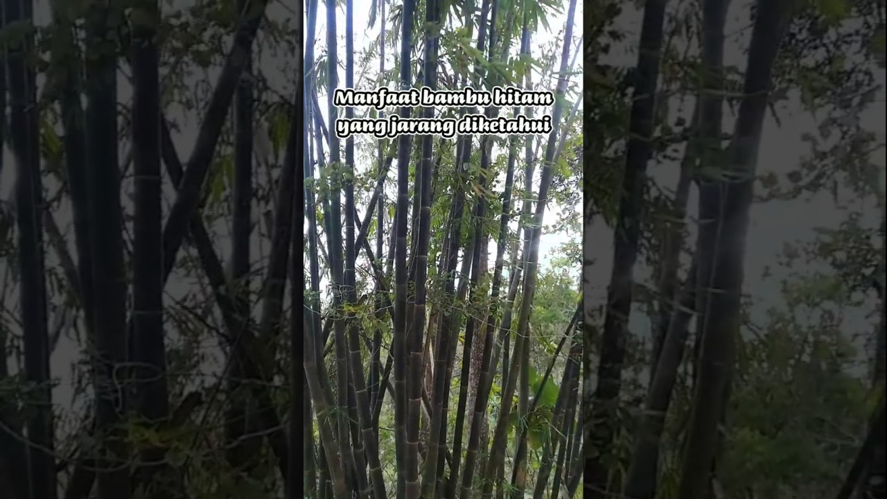 5 manfaat bambu hitam yang jarang diketahui. #shortvideo #shorts #bambu #manfaattumbuhan