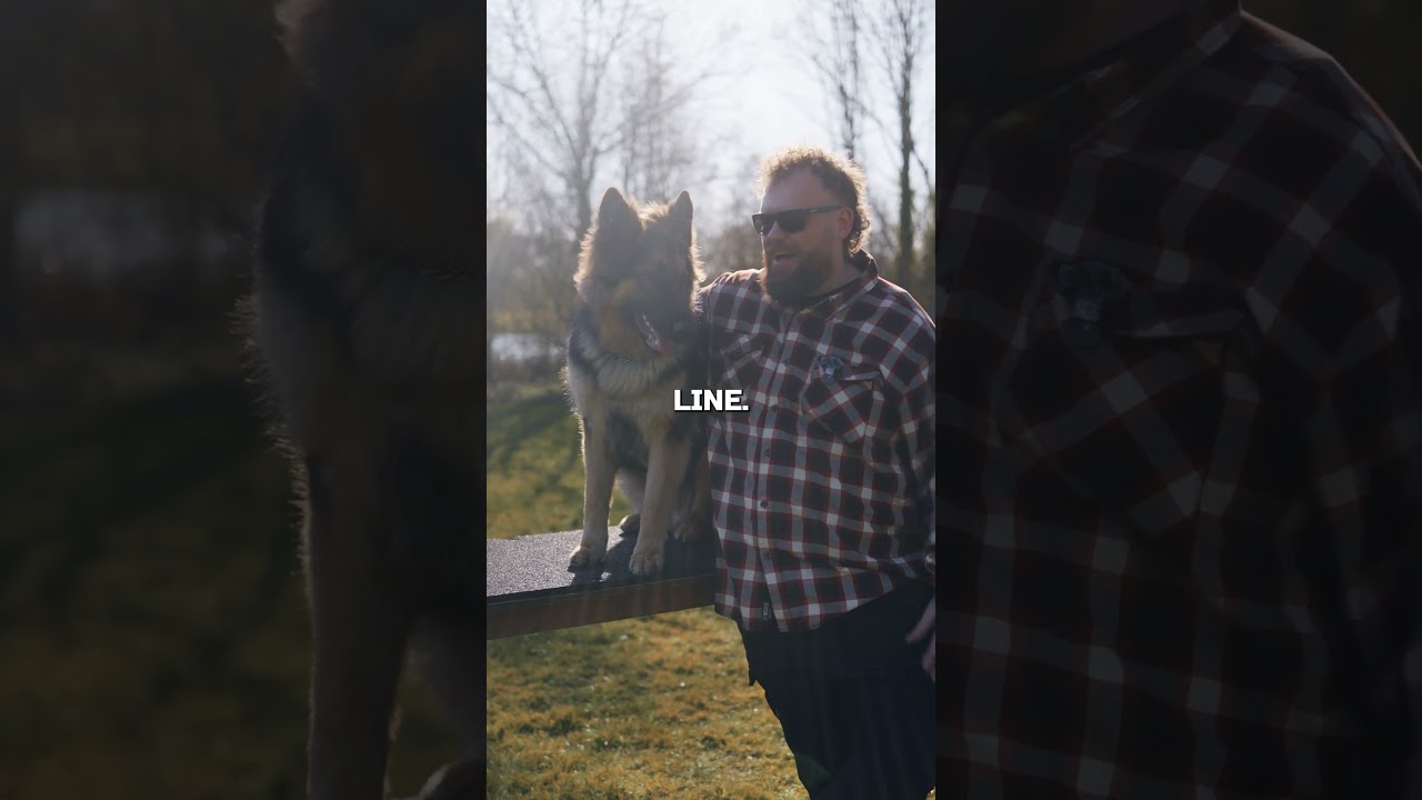 What&rsquo;s The Difference Between A Working Line And Show Line German Shepherd?