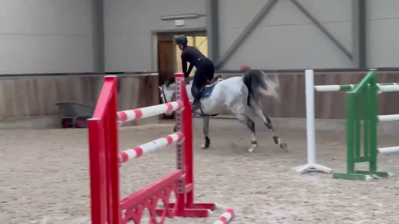 Sold mexico 🇲🇽 Training day 9 yo chacoon blue x balou mare 👍