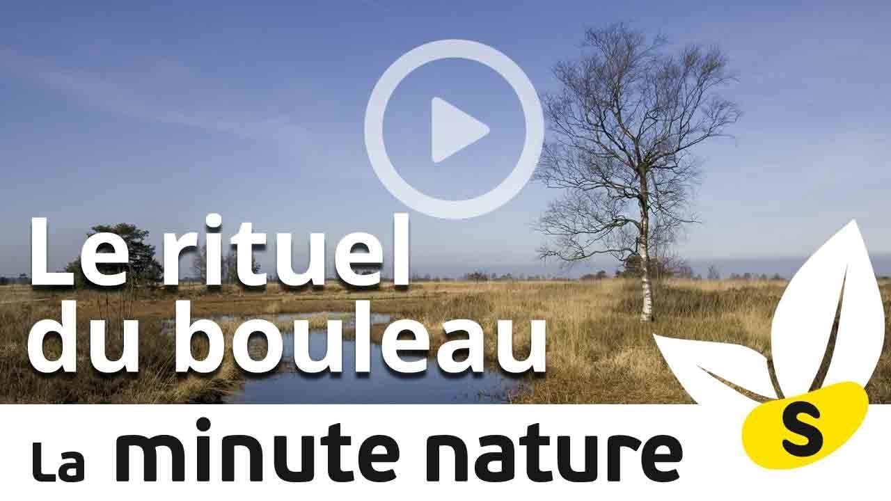 LE RITUEL DU BOULEAU (No 63)