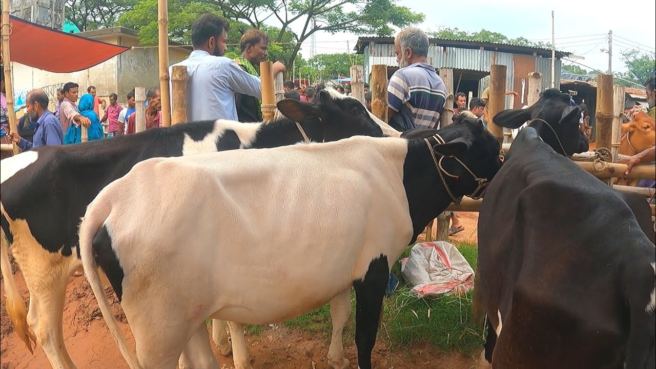 গাভী গরু ক্রয় করুন ফরিদপুর টেপাখোলা গরুর হাট থেকে || গরুর হাট ২০২৪ || Helal Agro BD