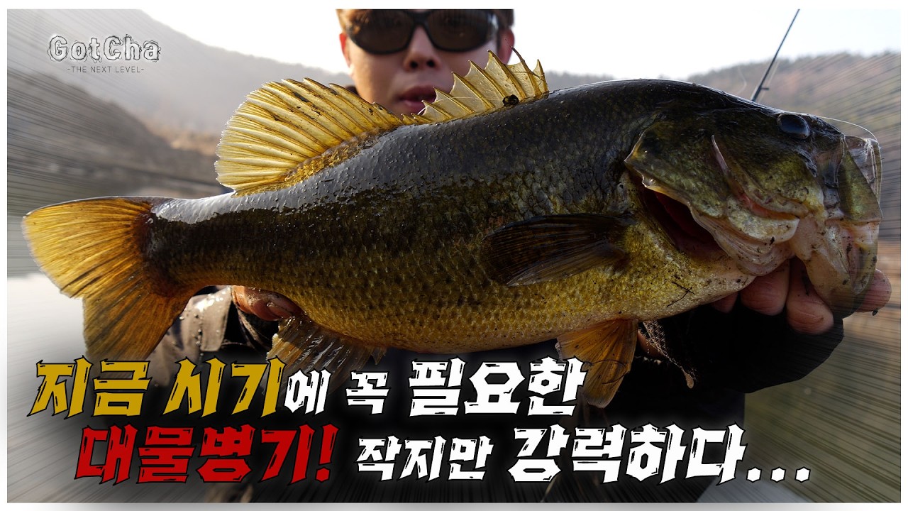 큰 배스들이 서서히 움직이기 시작합니다. 대물병기는 꼭 챙겨다니십쇼!