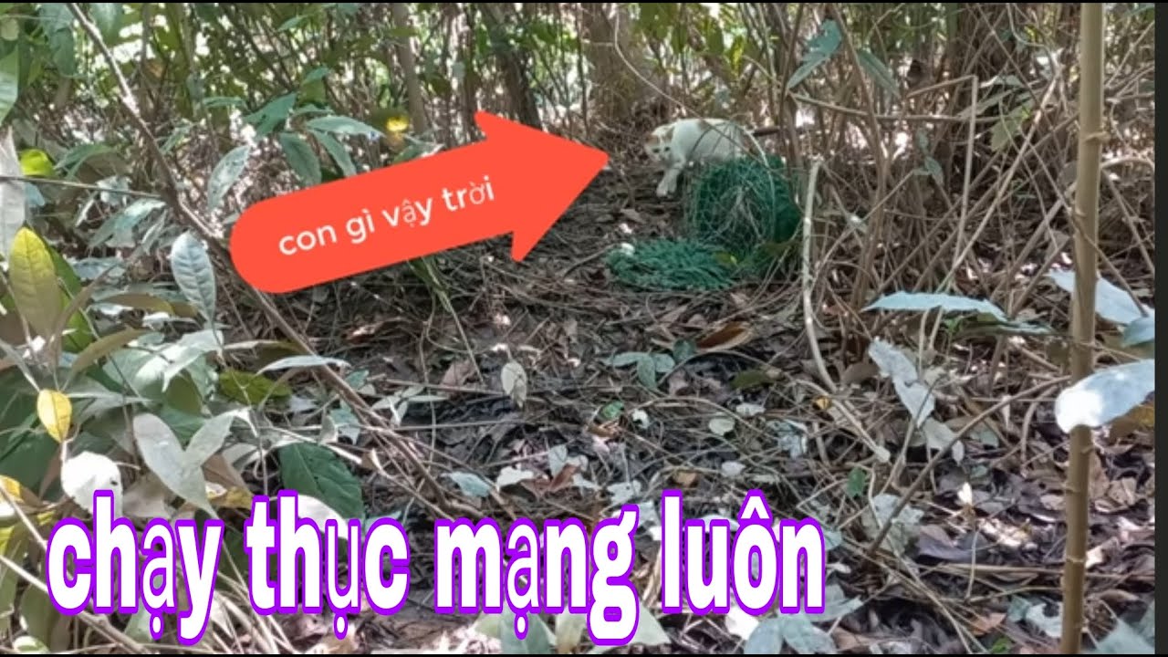 Lần Đầu Tiên Trong Đời Bẫy Chim Quốc Gặp Cảnh Tượng Có Một Không Hai # SĂN BẮT ĐỒNG THÁP #