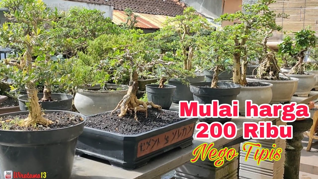 200 RIBU‼️CEK HARGA BONSAI DIRUMAH BALI BONSAI BLITAR