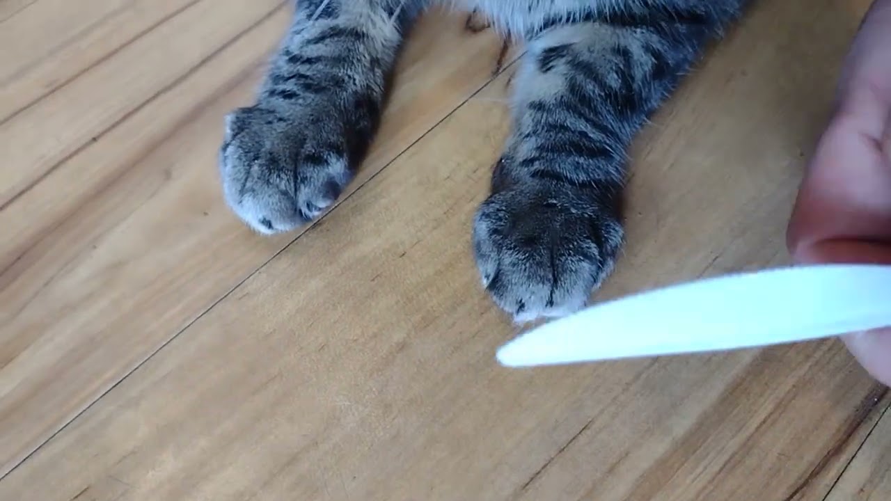 😺How to Cut Kitty Cat Claws VID 2 -With Very Important Extra Info Not in Vid 1 -Please see vid1 :)