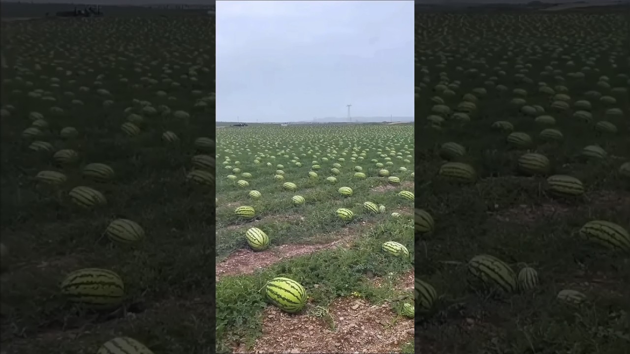 During and after hailstorm, destruction