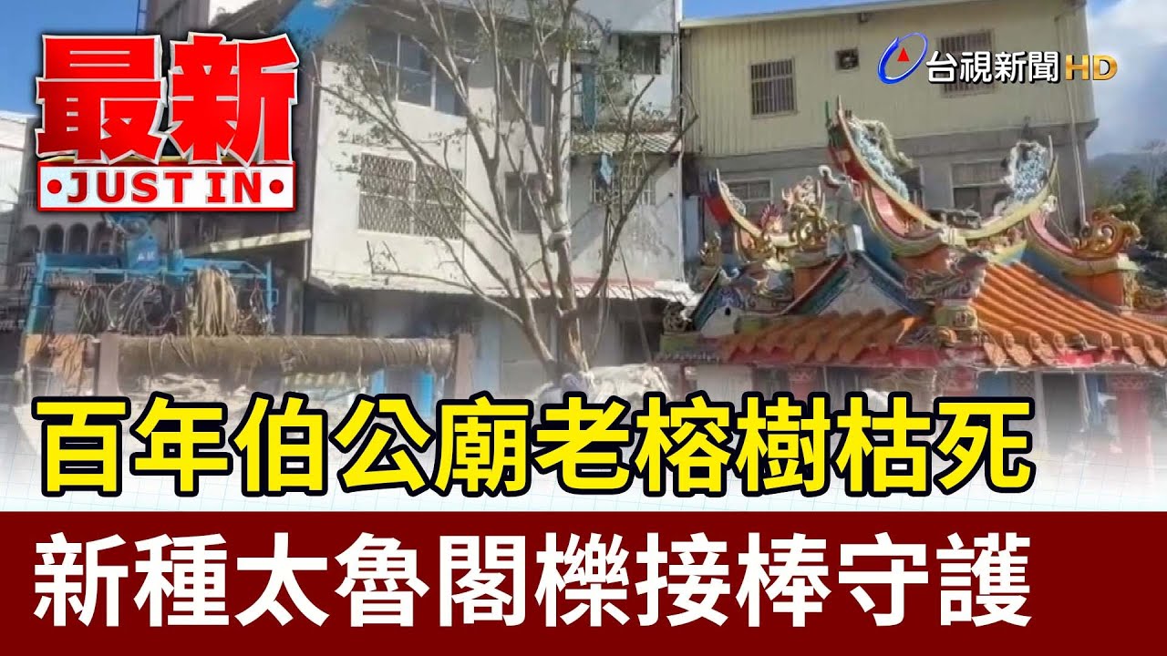 百年伯公廟老榕樹枯死 新種太魯閣櫟接棒守護【最新快訊】