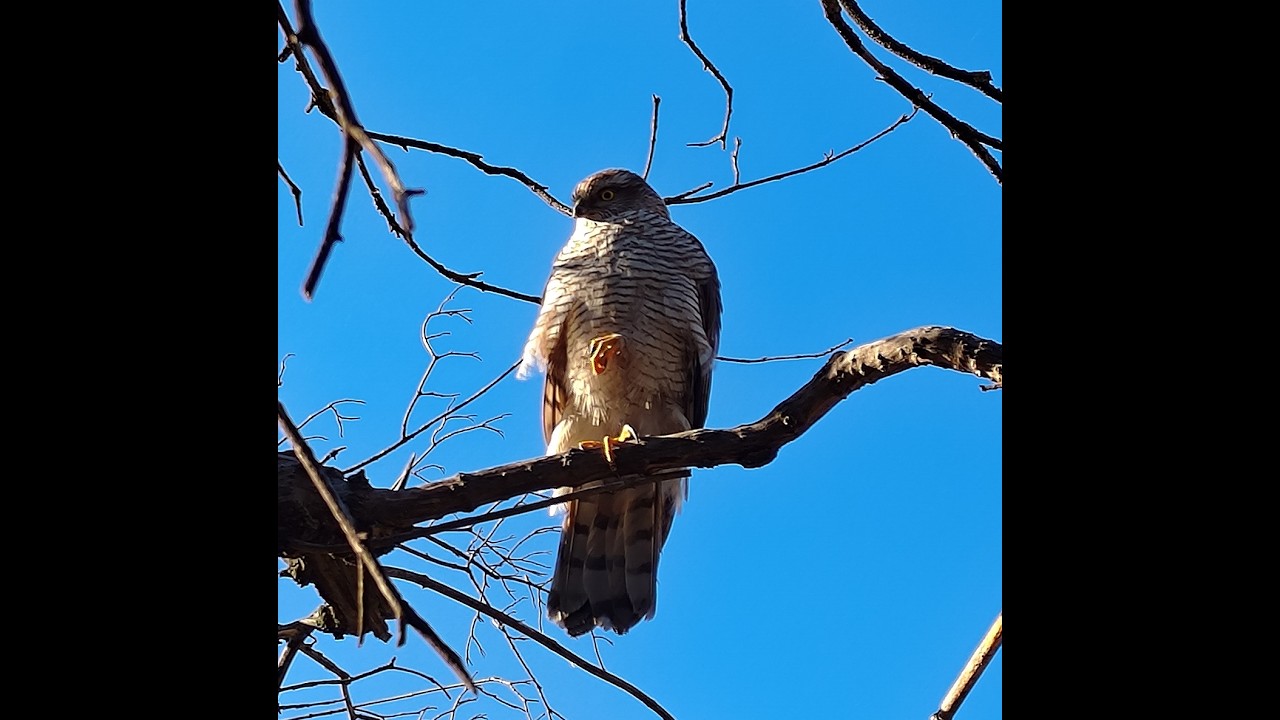 Ciorile in alerta maxima: un Uliu in Parcul Circului!