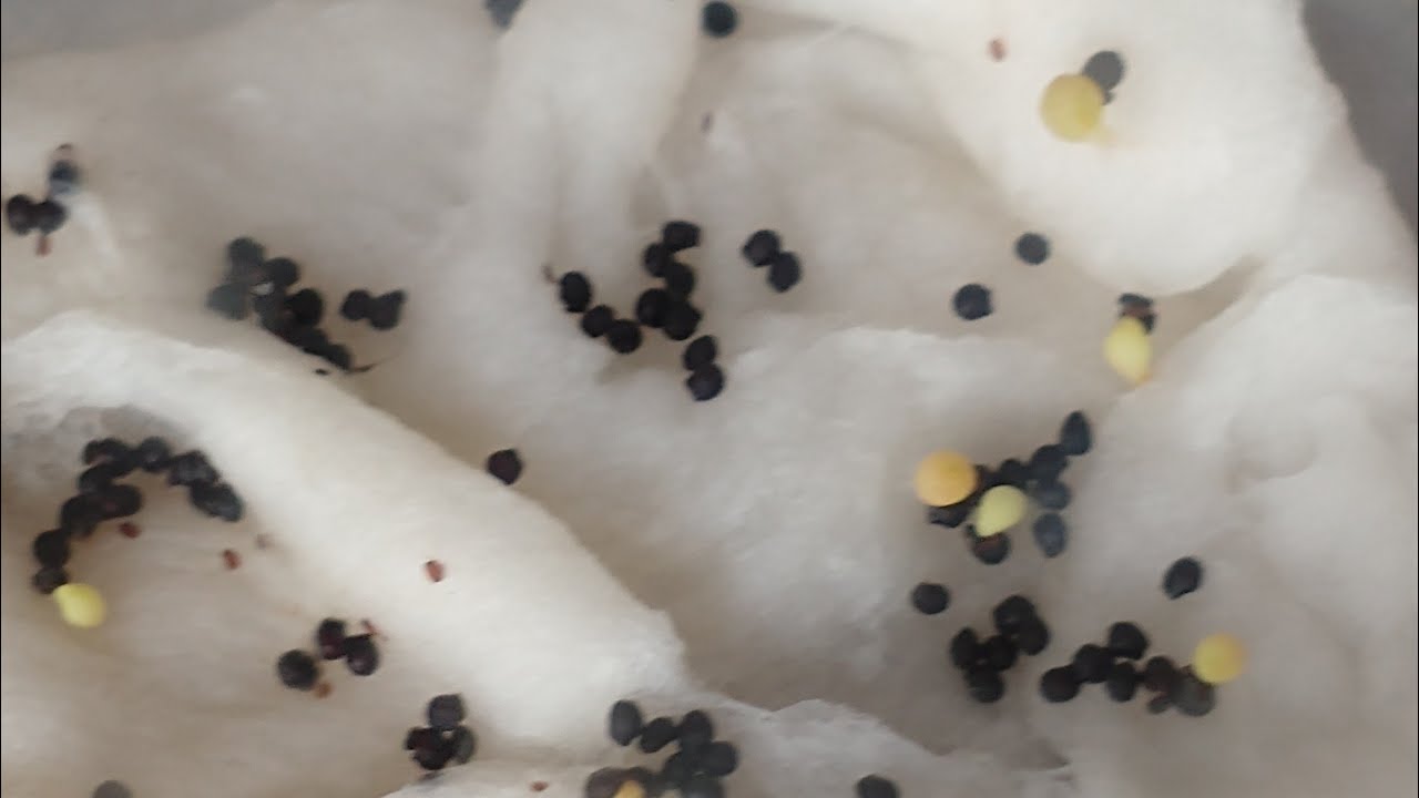 Cacto coroa de frade - colhendo capsulas de sementes e germinando