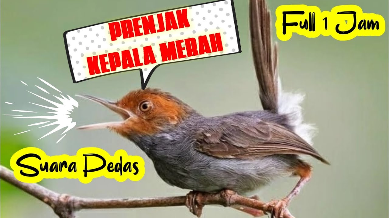 FULL 1 JAM MASTERAN PRENJAK KEPALA MERAH, SUARA PIKATAN !!!