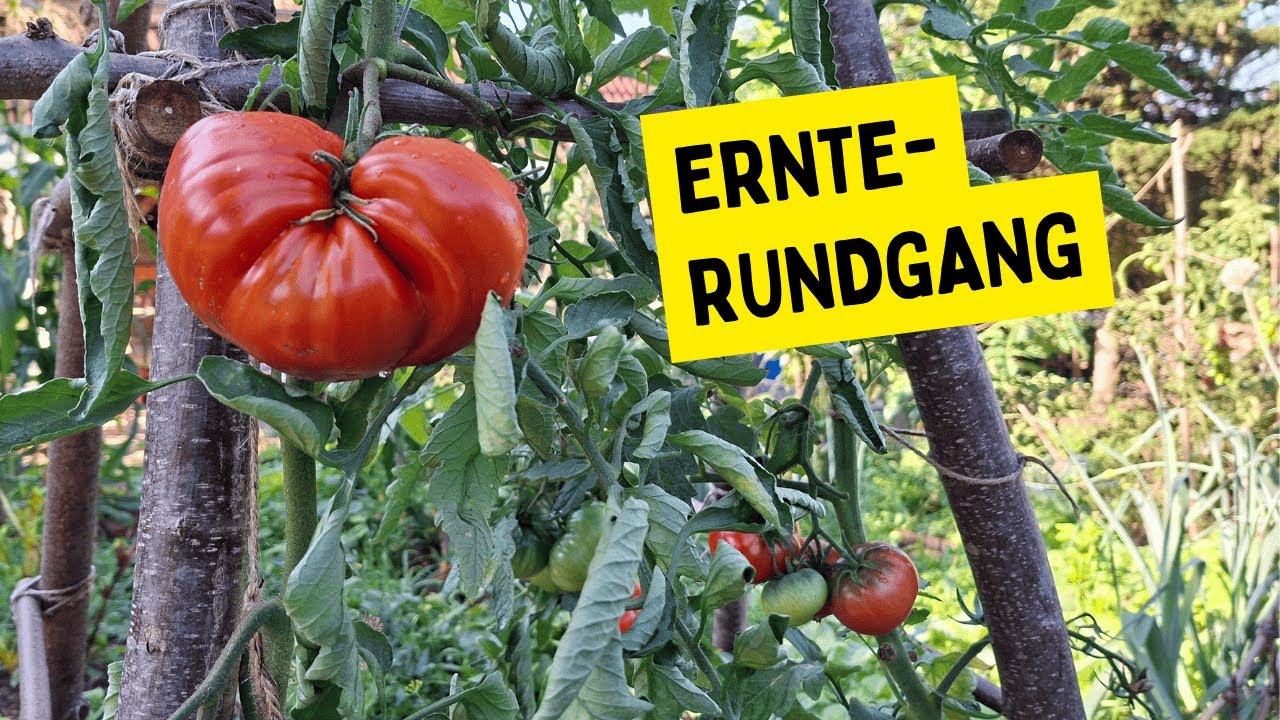 Ernte-Rundgang & Tomaten-Party im Selbstversorger-Garten