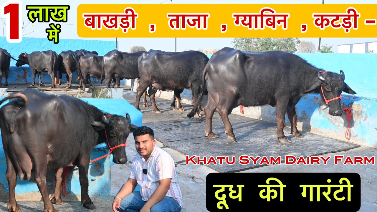 1 लाख में ताजा झोटी दूध पीने वाली साथ ही बाखड़ी और कटड़ी । मोटी धार Khatu Syam Dairy 📞 97295-99521