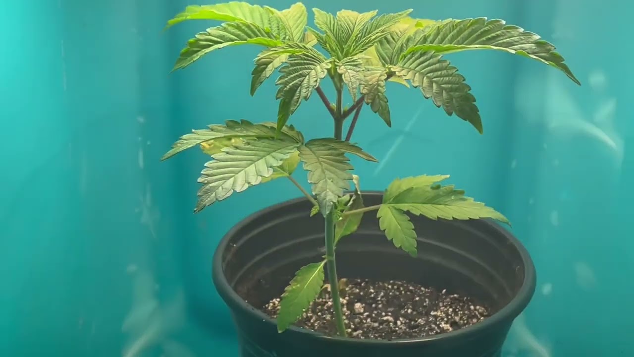 Day 28 CFL WEED GROW UPDATE &mdash;ONLY 92 WATTS DID THIS&mdash;