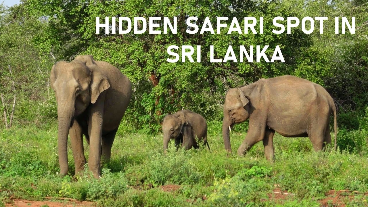 HIDDEN SAFARI in SRI LANKA 🇱🇰 – Train Ride to an Unknown National Park