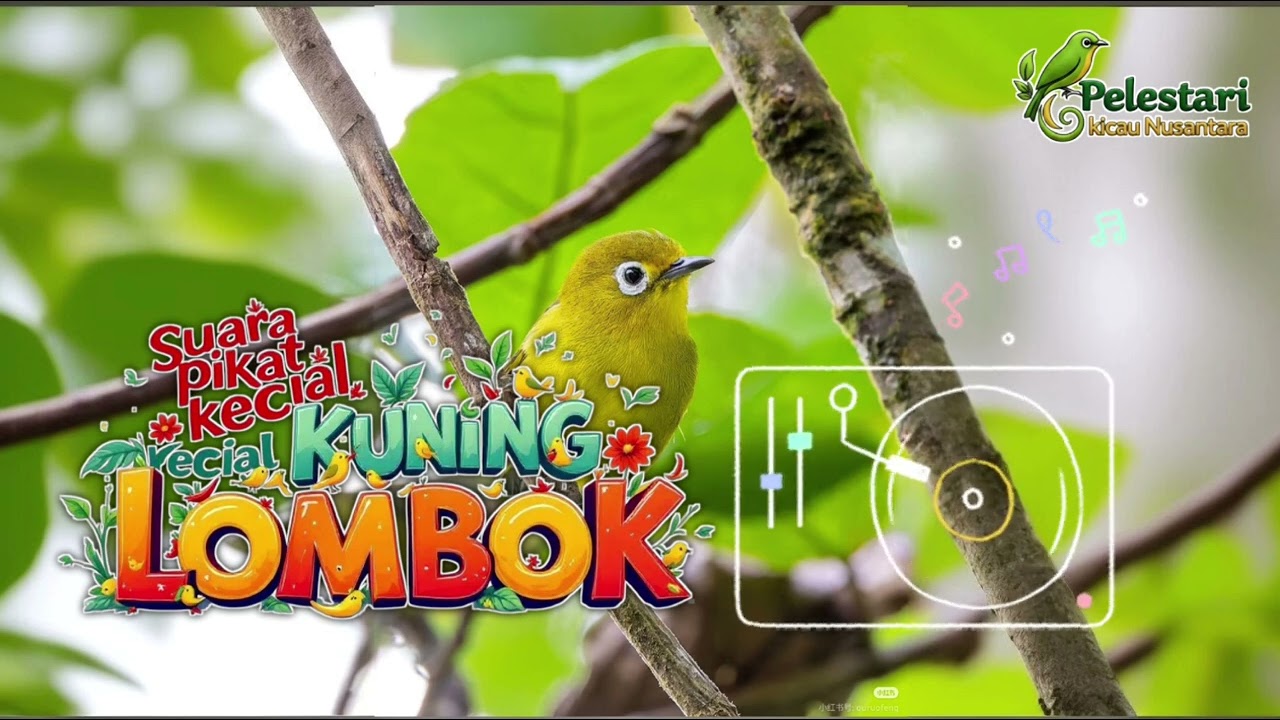 Suara pikat kecial kuning paling ampuh, Anti zoonG NEW||2026