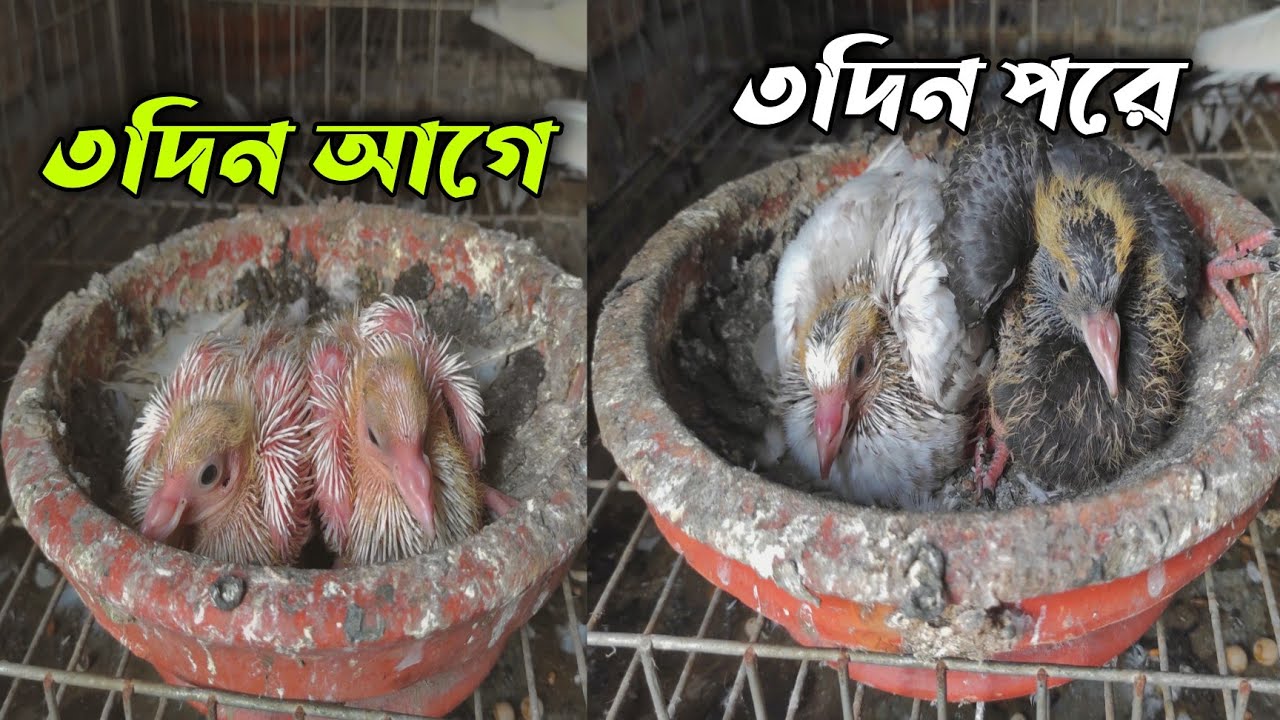 খুব দ্রুত বাচ্চা বড় করবেন কিভাবে?