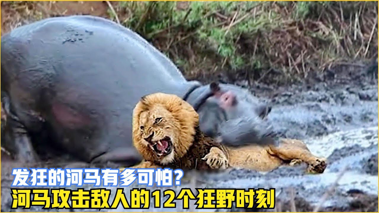 发狂的河马有多恐怖？狮子流下了泪！河马攻击的12个狂野时刻！