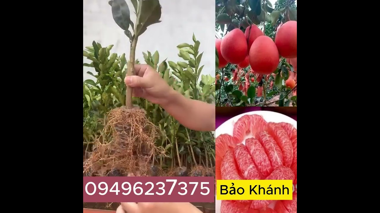 Cây Giống Bưởi Đỏ Tiến Vua