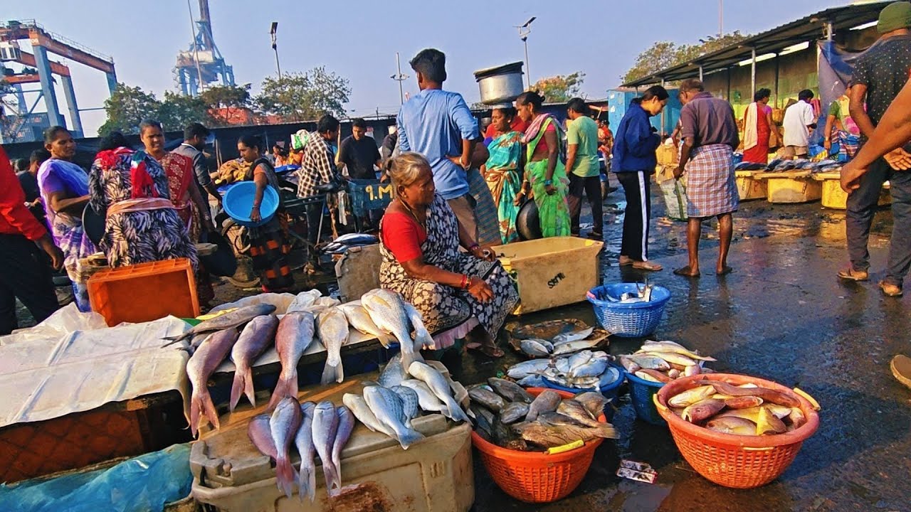 Vizag biggest fishing harbour wednesday morning live market 11/02/2026
