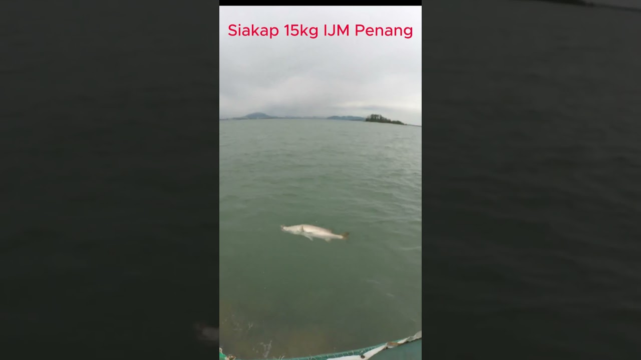 Siakap 15KG IJM Penang Part 1 #fishing #fishingrod #penangultralight